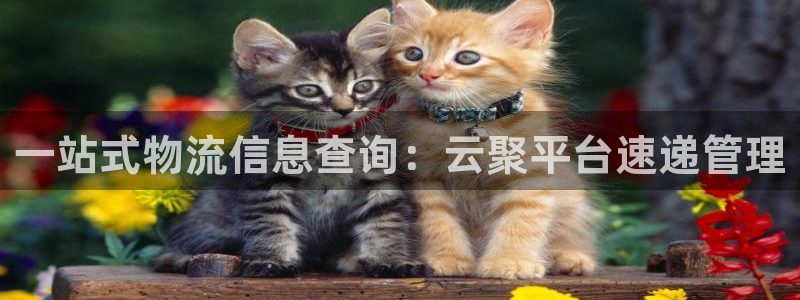 狗子28麻将