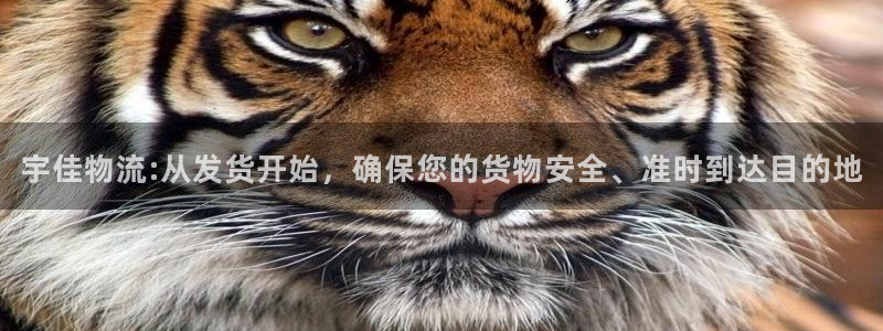 狗子28预测加拿大师准：宇佳物流:从